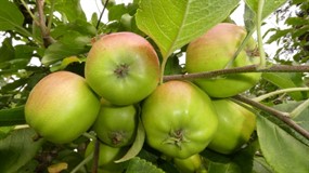 苹果树绿色苹果图片